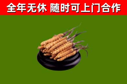 海南省回收散虫草